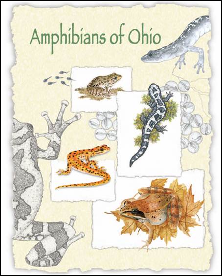 Amphibians of Ohio book cover