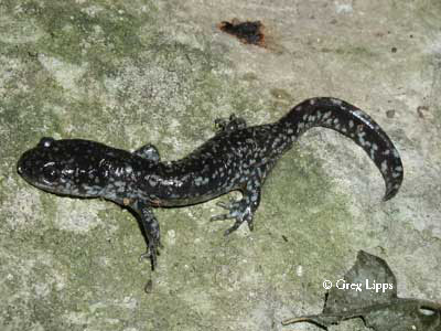 Complexes, Ambystoma Unisexual Salamander \