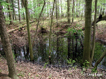 Vernal Pool, Mosquito Creek Wildlife Area, Trumbull County, Ohio