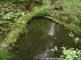 Vernal Pool, Pallister State Nature Preserve, Ashtabula County, Ohio